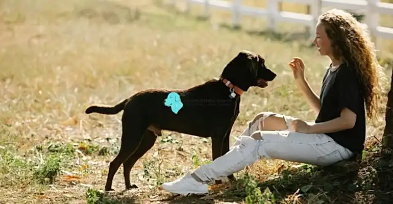 Köpek Eğitimi Ne Kadar Sürer