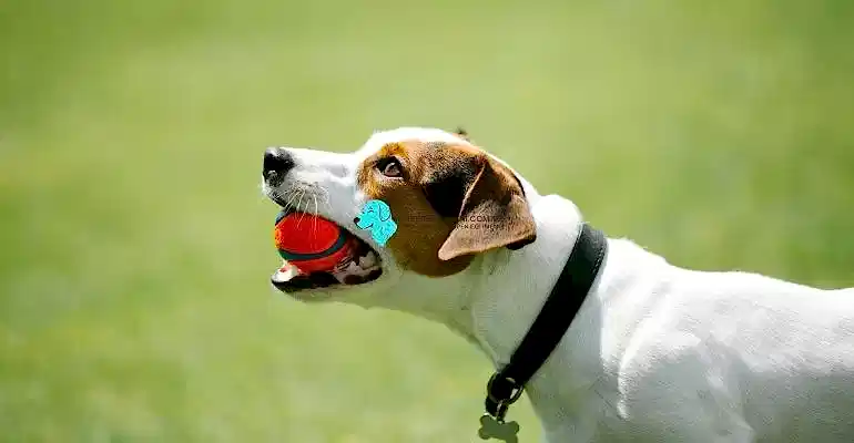 Köpek Eğitimi Ne Zaman Başlar