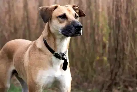 Black Mouth Cur