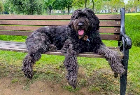 Bouvier des Flandres