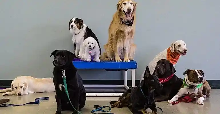 Adalar Köpek Eğitmeni