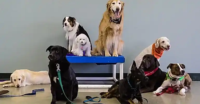 Arnavutköy Köpek Eğitmeni