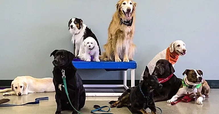 Esenler Köpek Eğitmeni