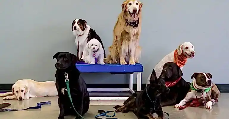 Eyüpsultan Köpek Eğitmeni