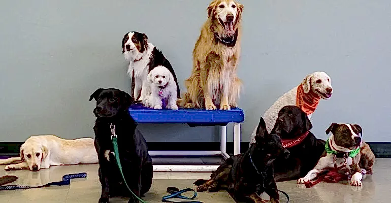 Kadıköy Köpek Eğitmeni