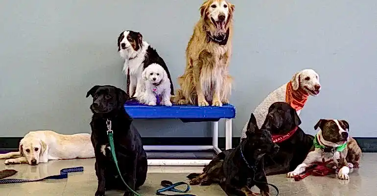 Pendik Köpek Eğitmeni