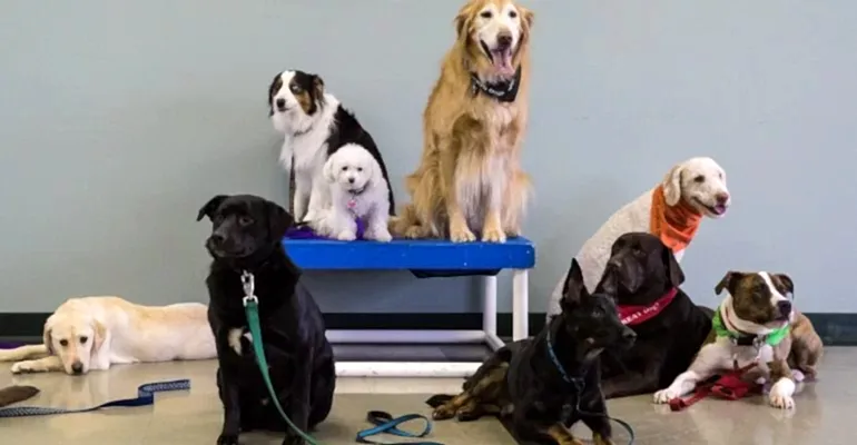 Sarıyer Köpek Eğitmeni