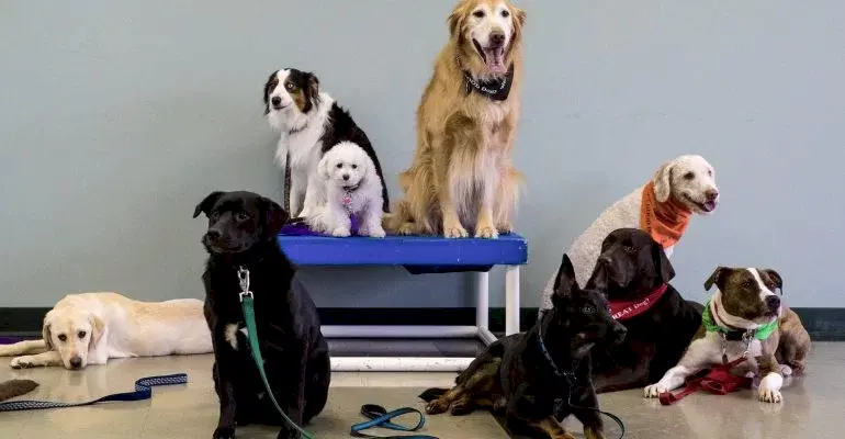 Şişli Köpek Eğitmeni