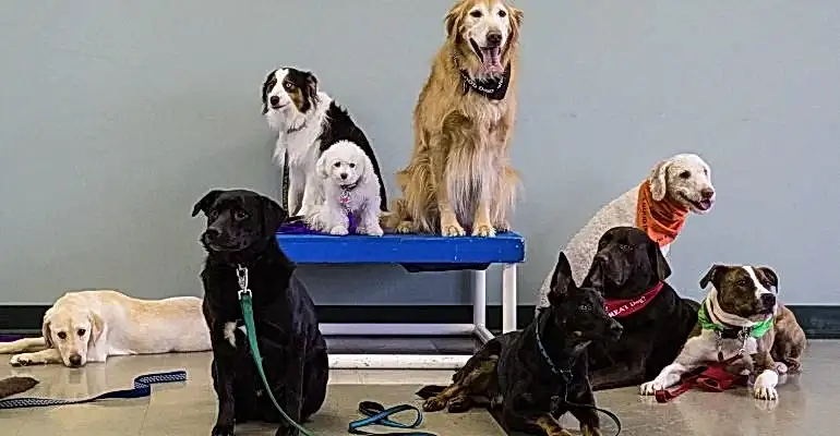 Ümraniye Köpek Eğitmeni