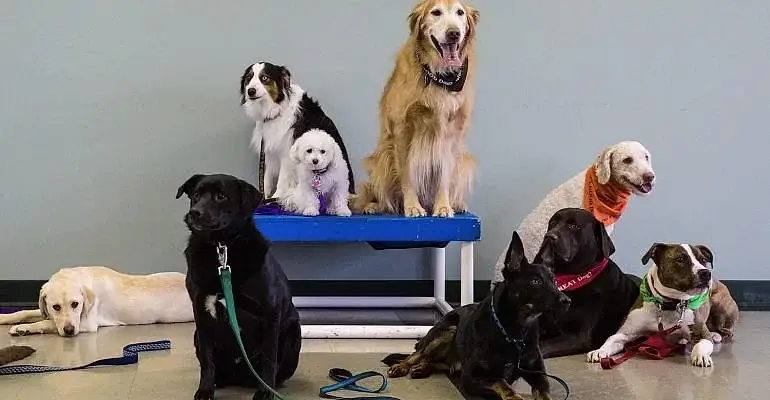 Üsküdar Köpek Eğitmeni