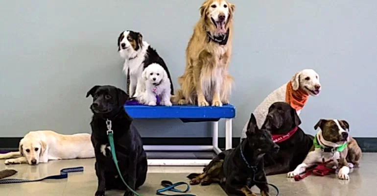 Zeytinburnu Köpek Eğitmeni