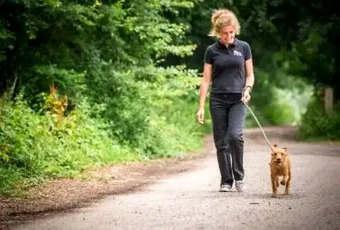 Köpek Neden Sol Tarafta Gezdirilir