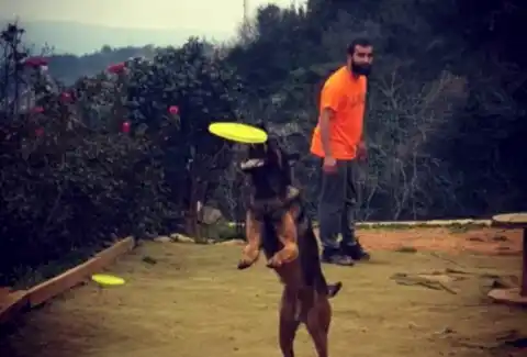 İstanbul Köpek Eğitim Merkezi En İyi Köpek Eğitim Merkezi Murat GÜNGÖR