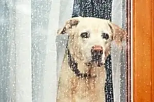 Köpek Evde Yalnız Kalma Eğitimi Stres ve Havlamaya 0 Çözüm
