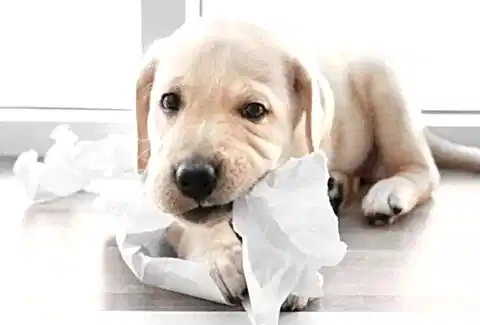 Yavru Köpek İçin Gerekli Malzemeler Yeni Ailenizin En Tatlı Üyesi İçin Hazırlık Rehberi