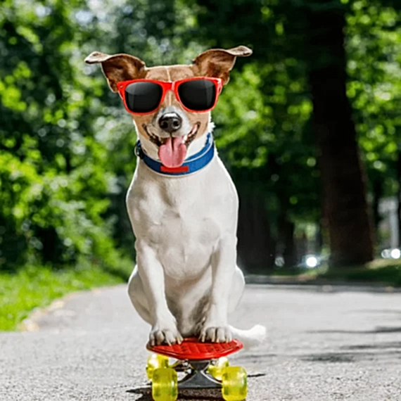profesyonel köpek eğitmeni